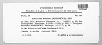 Image of Tuburcinia fischeri